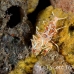 shrimp_tiger_shr_tam_h_0033_bal6407.jpg
